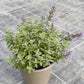 Bio Katzenminze (Nepeta cataria) - Topfpflanze