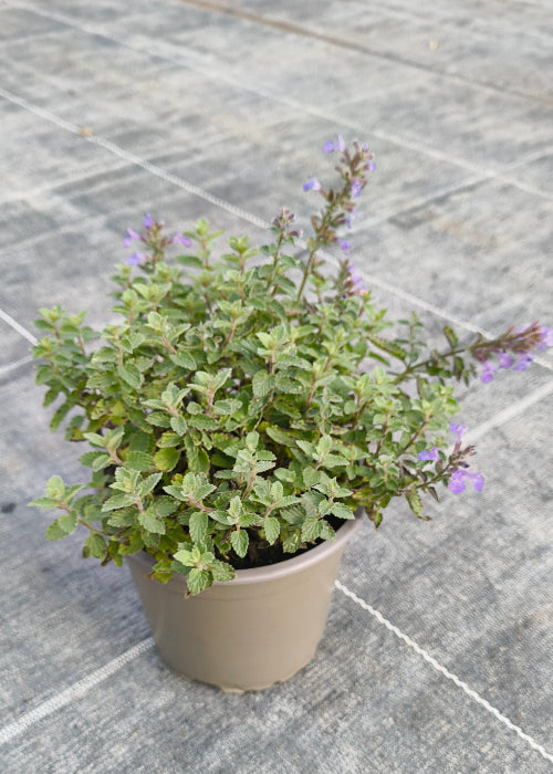 Bio Katzenminze (Nepeta cataria) - Topfpflanze