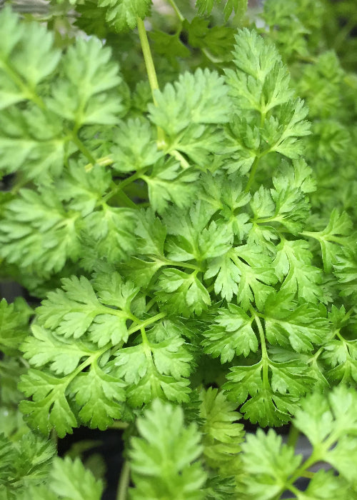 Bio Kerbel (Anthriscus cerefolium) - Topfpflanze