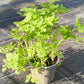 Bio Kerbel (Anthriscus cerefolium) - Topfpflanze