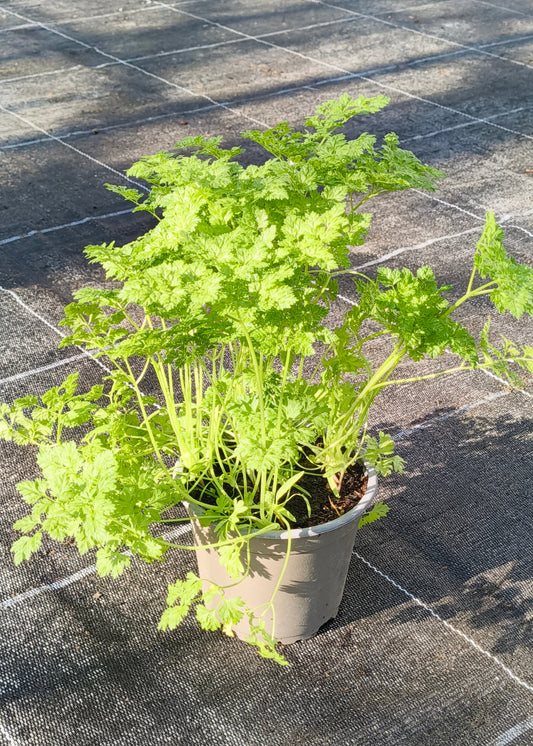 Bio Kerbel (Anthriscus cerefolium) - Topfpflanze