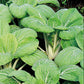 Bio Pak Choi 'White Celery Mustard'- Topfpflanze