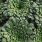 Bio Rosetten Pak Choi 'Tatsoi' (Brassica rapa var. rosularis) - Topfpflanze