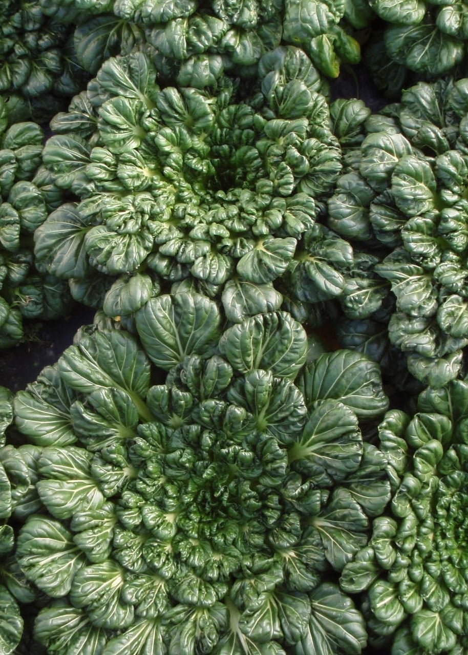 Bio Rosetten Pak Choi 'Tatsoi' (Brassica rapa var. rosularis) - Topfpflanze