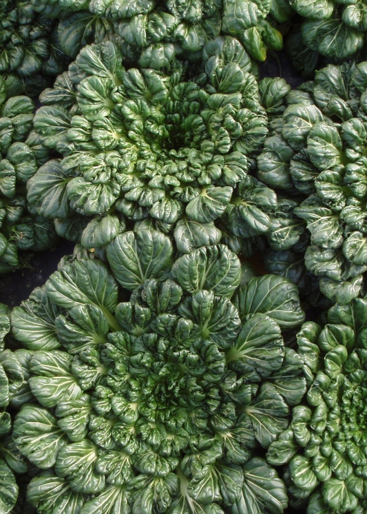 Bio Rosetten Pak Choi 'Tatsoi' (Brassica rapa var. rosularis) - Topfpflanze