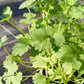 Bio Koriander (Coriandrum sativum) - Topfpflanze