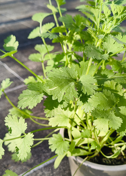 Bio Koriander (Coriandrum sativum) - Topfpflanze