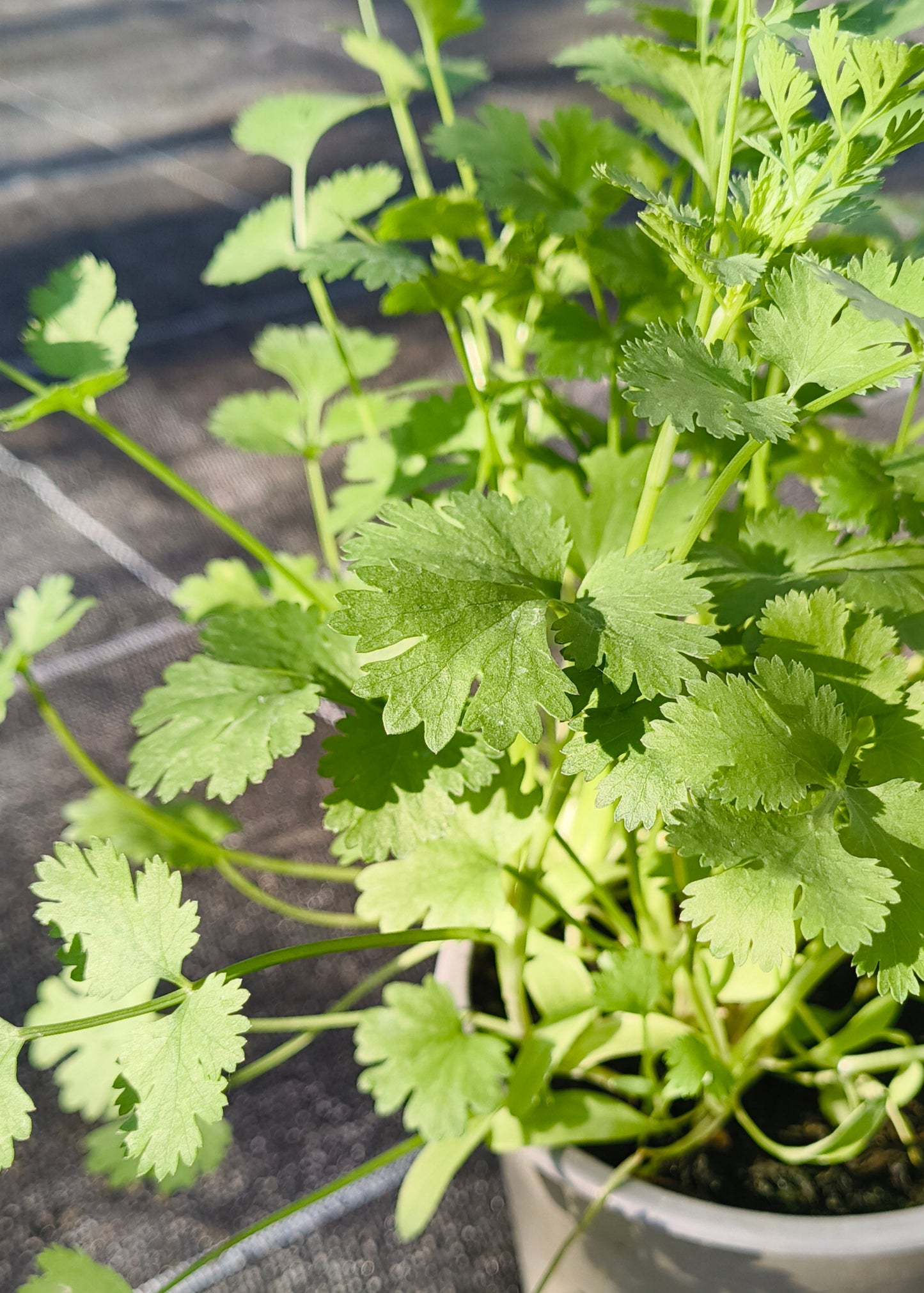 Bio Koriander (Coriandrum sativum) - Topfpflanze