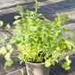 Bio Koriander (Coriandrum sativum) - Topfpflanze