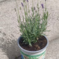 Bio Lavendel "Hidcote Blue" (Lavandula angustifolia) - Topfpflanze