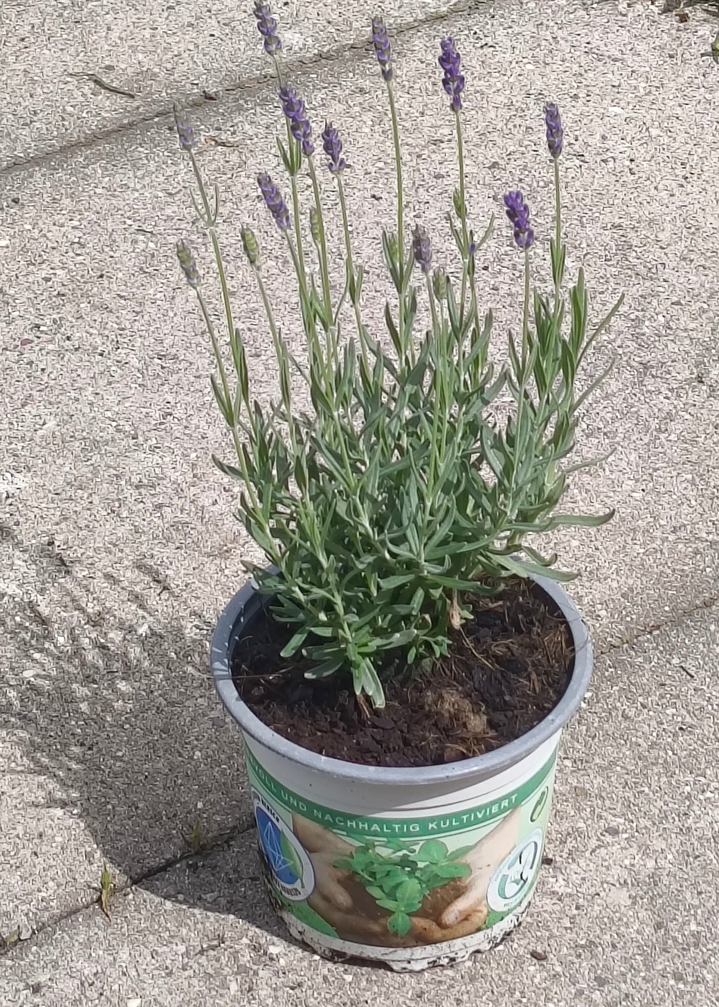 Bio Lavendel "Hidcote Blue" (Lavandula angustifolia) - Topfpflanze