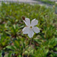 Bio Lichtnelke (Silene latifolia) - Topfpflanze