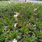Bio Lichtnelke (Silene latifolia) - Topfpflanze