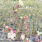 Bio Lichtnelke (Silene latifolia) - Topfpflanze