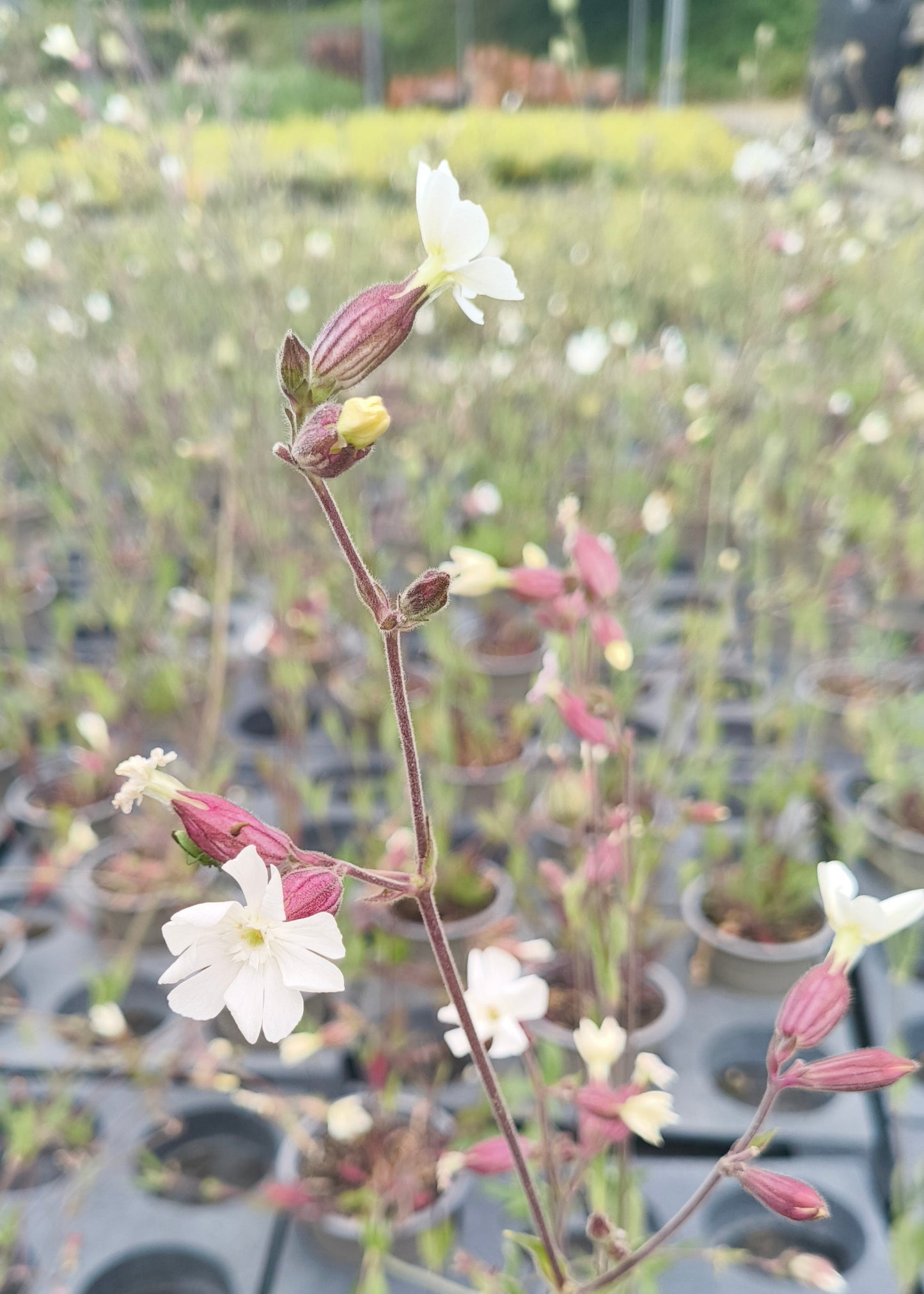 Bio Lichtnelke (Silene latifolia) - Topfpflanze