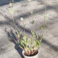 Bio Lichtnelke (Silene latifolia) - Topfpflanze
