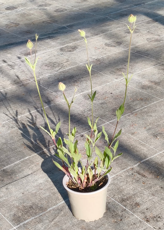 Bio Lichtnelke (Silene latifolia) - Topfpflanze