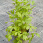 Bio Liebstöckel (Levisticum officinale) - Topfpflanze