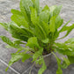 Bio Löwenzahn (Taraxacum officinale) - Topfpflanze