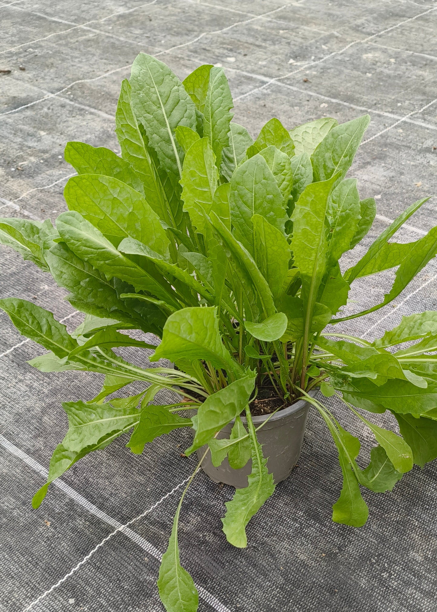 Bio Löwenzahn (Taraxacum officinale) - Topfpflanze