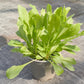 Bio Löwenzahn (Taraxacum officinale) - Topfpflanze