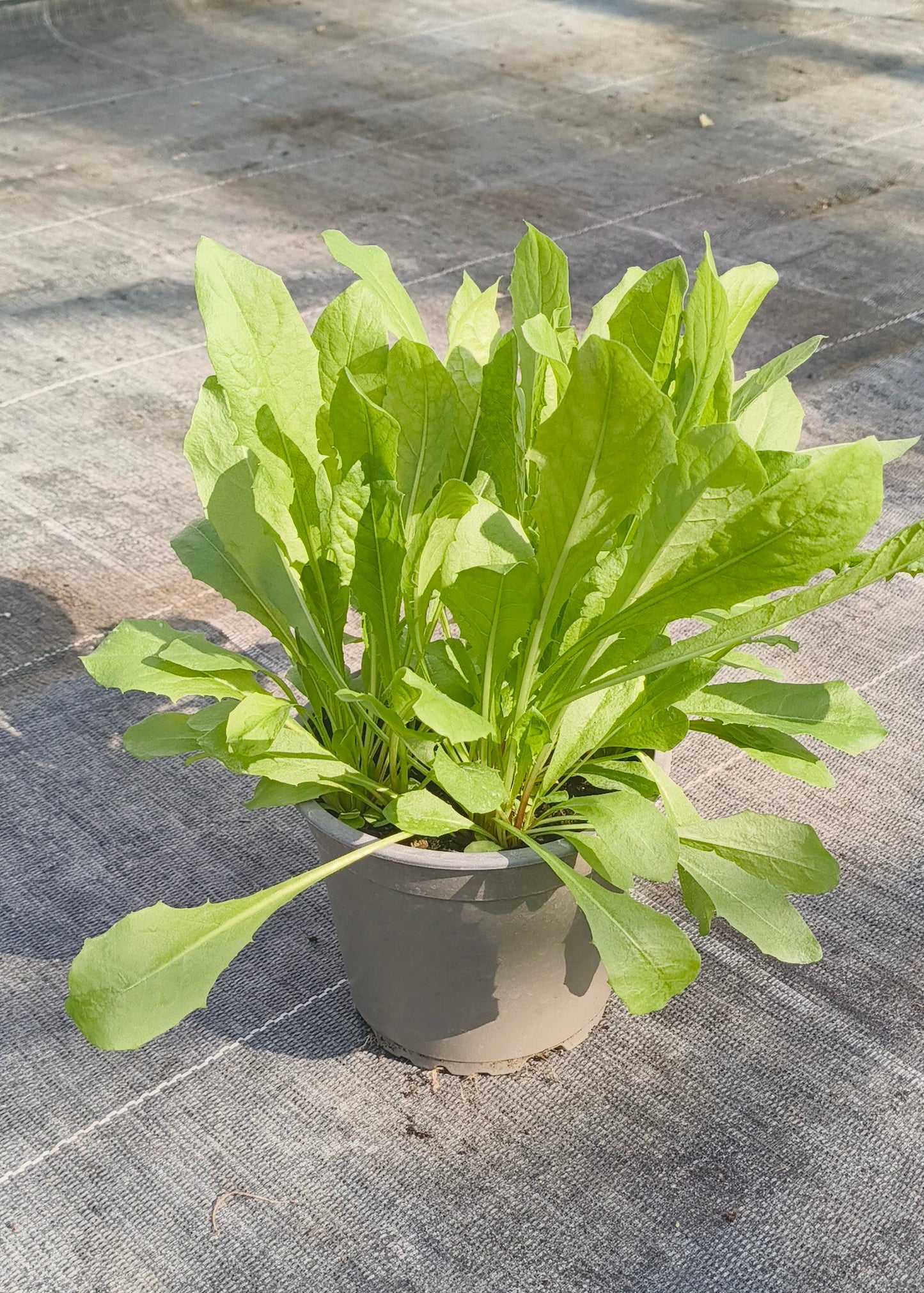 Bio Löwenzahn (Taraxacum officinale) - Topfpflanze