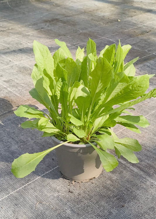 Bio Löwenzahn (Taraxacum officinale) - Topfpflanze