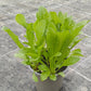 Bio Löwenzahn (Taraxacum officinale) - Topfpflanze