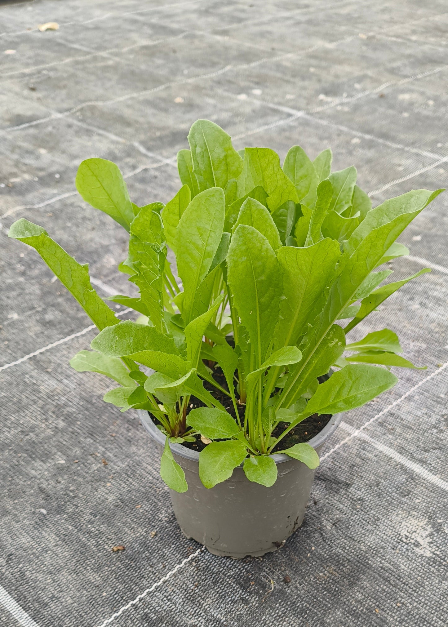 Bio Löwenzahn (Taraxacum officinale) - Topfpflanze