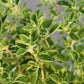 Bio Majoran (Origanum majorana) - Topfpflanze