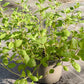 Bio Majoran (Origanum majorana) - Topfpflanze