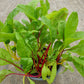 Bio Mangold (Beta vulgaris ssp. vulgaris) - Topfpflanze