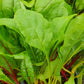 Bio Mangold (Beta vulgaris ssp. vulgaris) - Topfpflanze