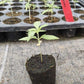 Bio Cannabis-Pflanze 'Mazar' - Jungpflanze
