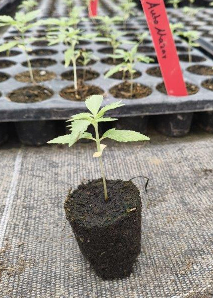 Bio Cannabis-Pflanze 'Mazar' - Jungpflanze