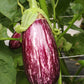 Bio Aubergine 'Listada de Gandia' - Topfpflanze, Versand ab KW17