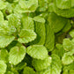 Bio Minze, Ananas (Mentha suaveolens 'Variegata') - Topfpflanze