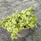 Bio Minze, Ananas (Mentha suaveolens 'Variegata') - Topfpflanze