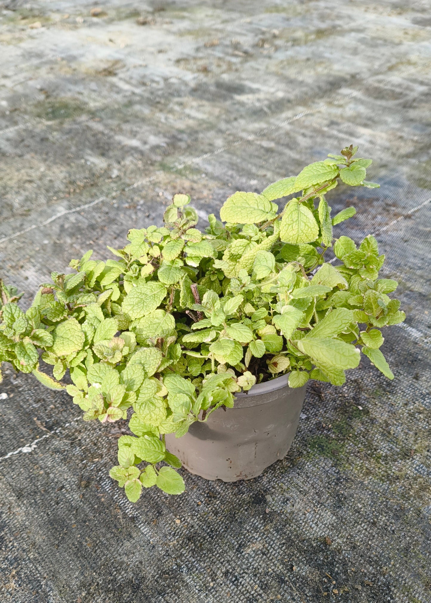 Bio Minze, Ananas (Mentha suaveolens 'Variegata') - Topfpflanze