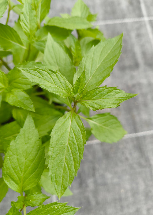 Bio Minze, Hugo-Minze (Mentha piperita) - Topfpflanze