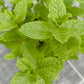 Bio Minze, Marokkanische (Mentha spicata) "Maroccan"