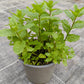 Bio Minze, Marokkanische (Mentha spicata) "Maroccan"