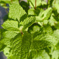Bio Minze spanisch (Mentha spicata var. hispanica) - Topfpflanze