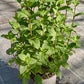 Bio Minze spanisch (Mentha spicata var. hispanica) - Topfpflanze