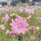 Bio Moschus-Malve (Malva moschata) - Topfpflanze