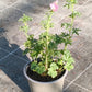 Bio Moschus-Malve (Malva moschata) - Topfpflanze