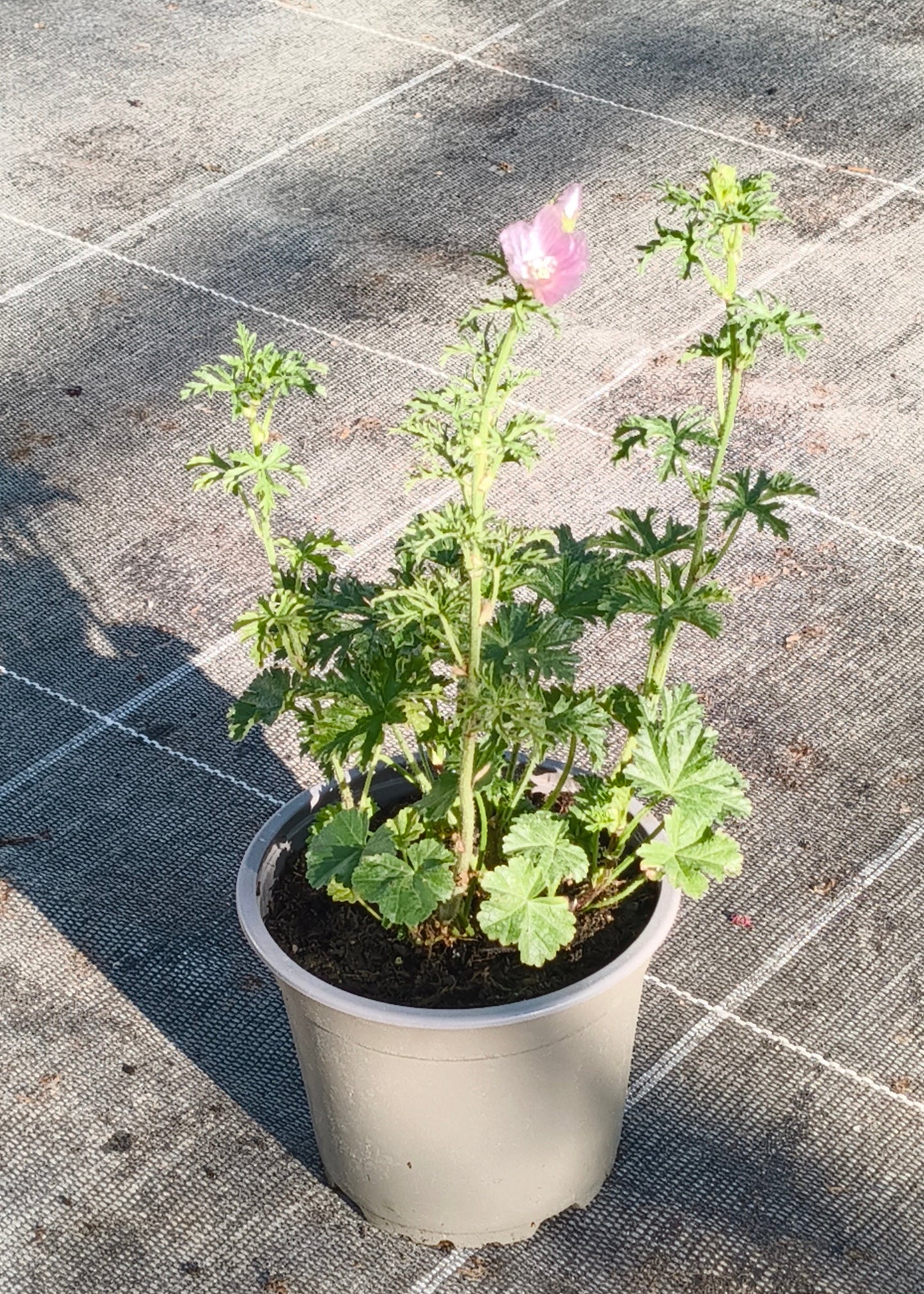 Bio Moschus-Malve (Malva moschata) - Topfpflanze