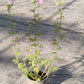 Bio Moschus-Malve (Malva moschata) - Topfpflanze