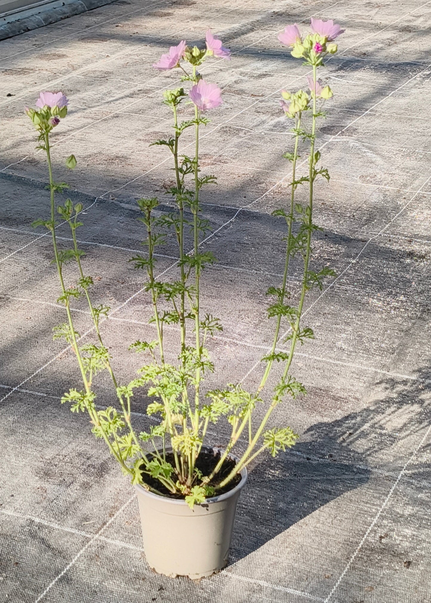 Bio Moschus-Malve (Malva moschata) - Topfpflanze
