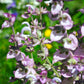 Bio Muskatellersalbei (Salvia sclarea) - Topfpflanze